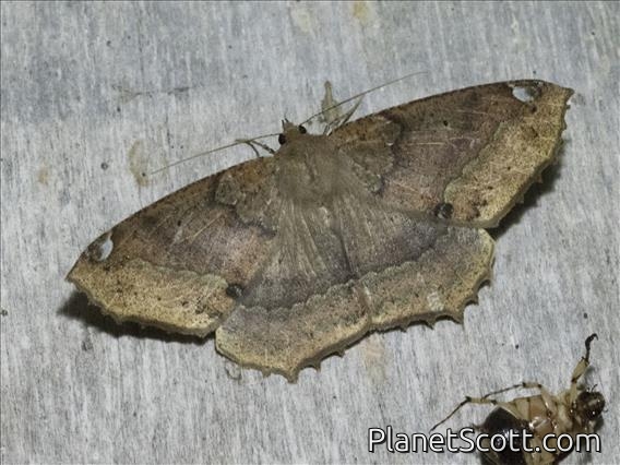 Geometer Moth (Geometera sp)