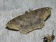 Geometer Moth (Herbita sp)