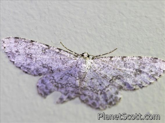 Geometer Moth (Geometera sp)