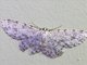 Geometer Moth (Hymenomima sp)