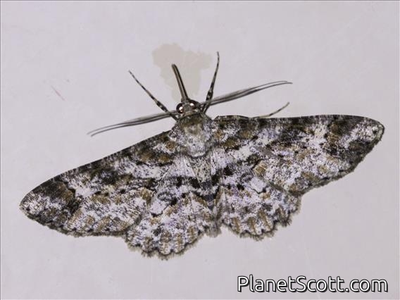 Tussock Moth (Erebida sp)