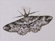 Geometer Moth (Bryoptera sp)