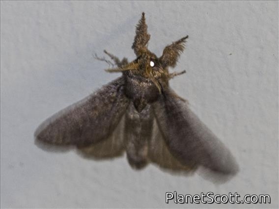 Lappet Moth (Lasiocampida sp)