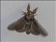 Lappet Moth (Lasiocampida sp)