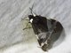 Tiger Moth (Dysschema marginalis)