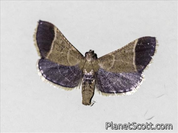 Geometer Moth (Geometera sp)