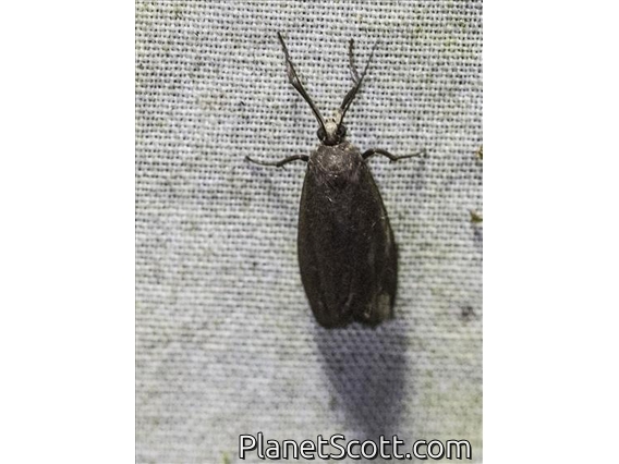 Lichen Moth (Lithosiini sp)