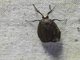 Lichen Moth (Lithosiini sp)