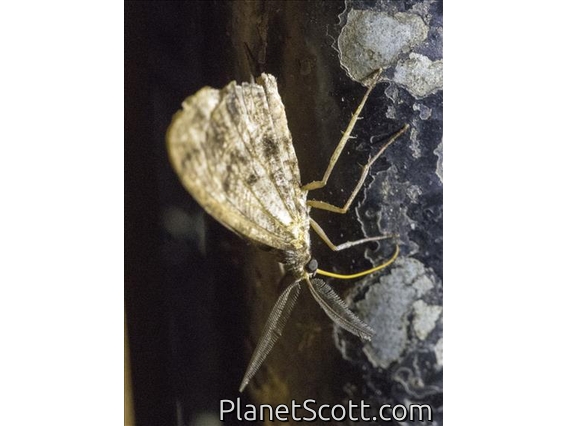 Geometer Moth (Geometera sp)
