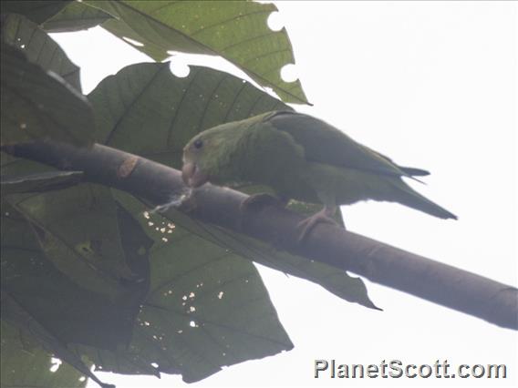 Cobalt-winged Parakeet (Brotogeris cyanoptera)