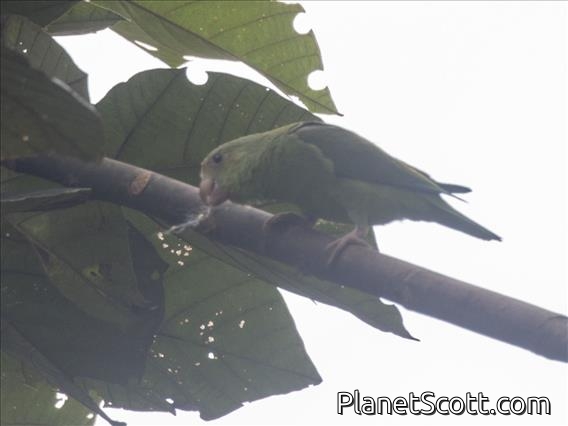 Cobalt-winged Parakeet (Brotogeris cyanoptera)