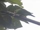 Cobalt-winged Parakeet (Brotogeris cyanoptera)