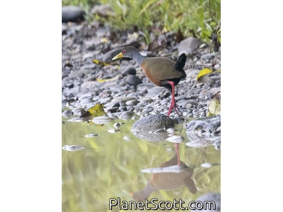 Gray-cowled Wood-Rail (Aramides cajaneus)