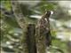 Long-tailed Potoo (Nyctibius aethereus)