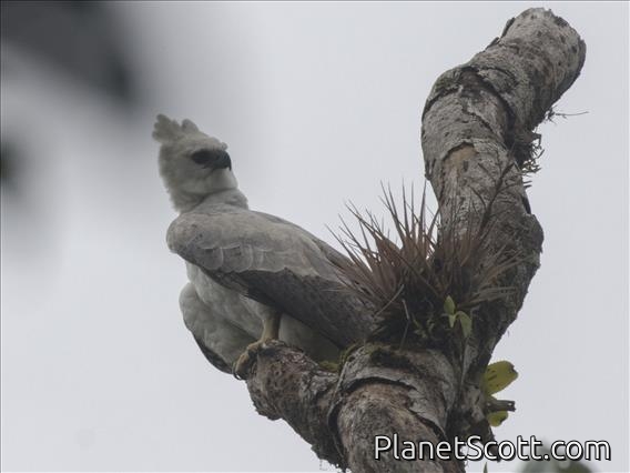 Harpy Eagle (Harpia harpyja)