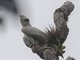 Harpy Eagle (Harpia harpyja)