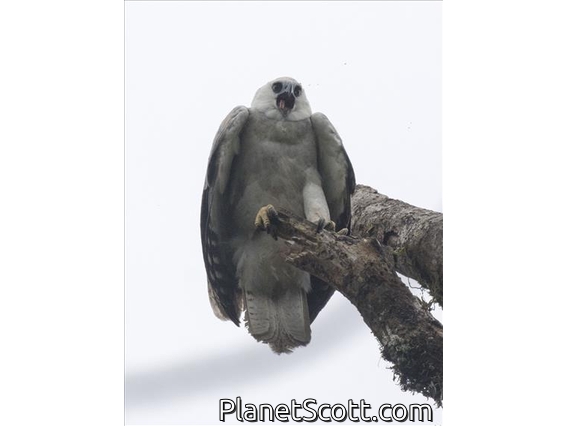 Harpy Eagle (Harpia harpyja)