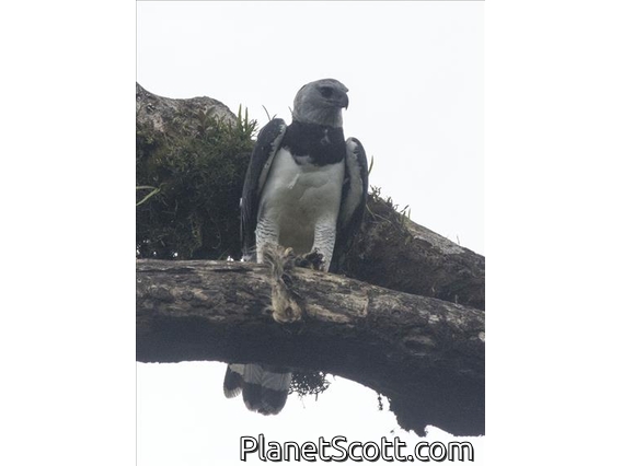 Harpy Eagle (Harpia harpyja)