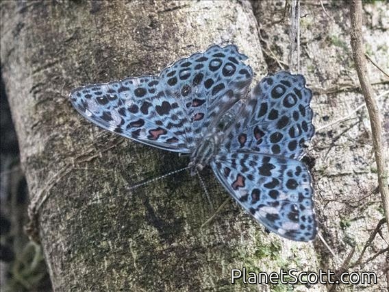 Amazon Cracker (Hamadryas chloe)