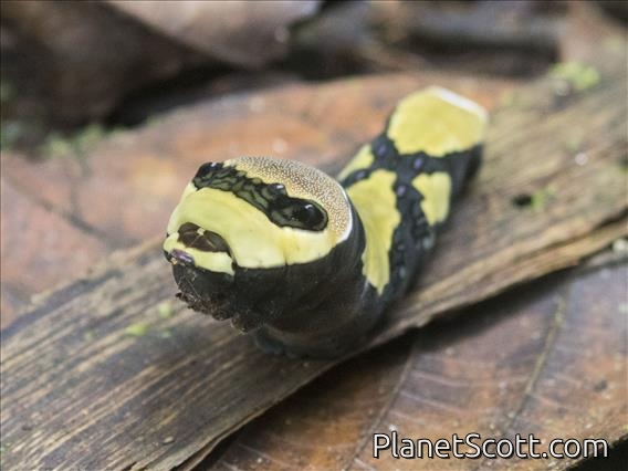 Macroglossine Sphinx Moth (Macroglossinae sp)