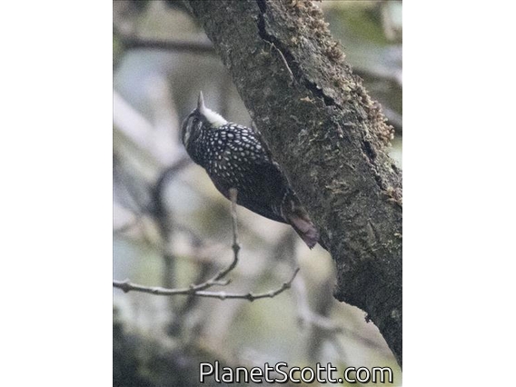 Pearled Treerunner (Margarornis squamiger)