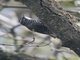 Pearled Treerunner (Margarornis squamiger)