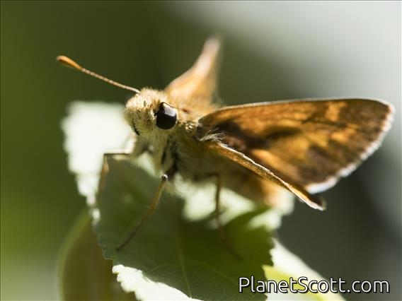 Fiery Skipper (Hylephila phyleus)