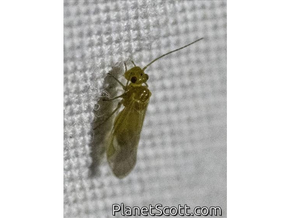Psocodea sp