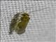 Psocodea sp