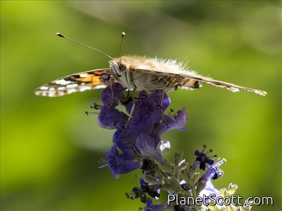 Painted Lady (Vanessa cardui)