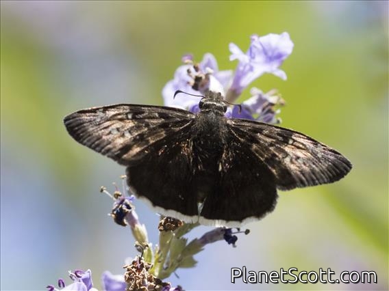 Mournful Duskywing (Erynnis tristis)