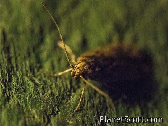 Brown House Moth (Hofmannophila pseudospretella)