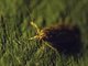 Brown House Moth (Hofmannophila pseudospretella)