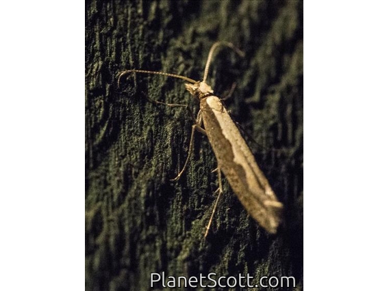 Diamondback Moth (Plutella xylostella)