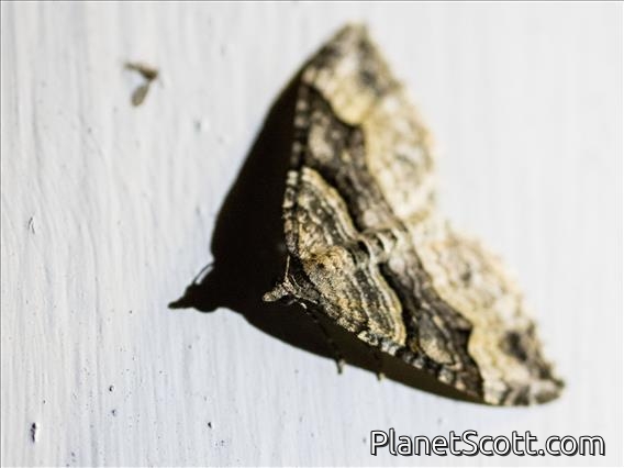 Carpet Moth