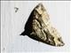 Carpet Moth