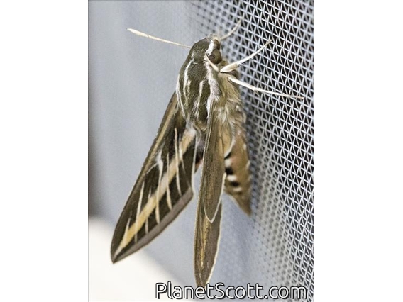 White-lined Sphinx (Hyles lineata)