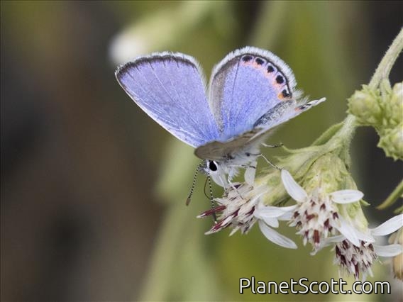 Acmon Blue (Icaricia acmon)