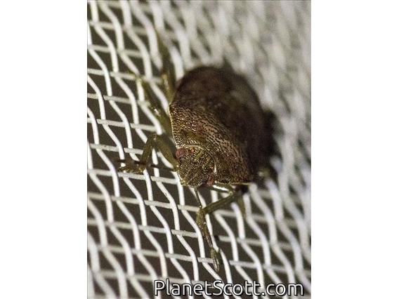 Brown Stink Bug (Banasa sordida)