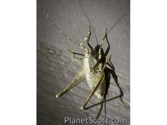Shieldback Katydid (Neduba sp)