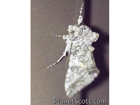 Plusiine Looper Moth (Plusiinae sp)