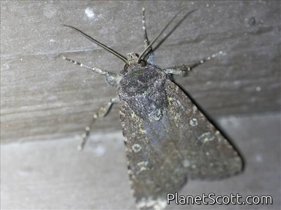 Cutworm Moth (Lacanobia sp)