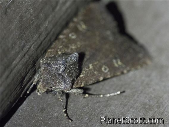 Cutworm Moth (Lacanobia sp)