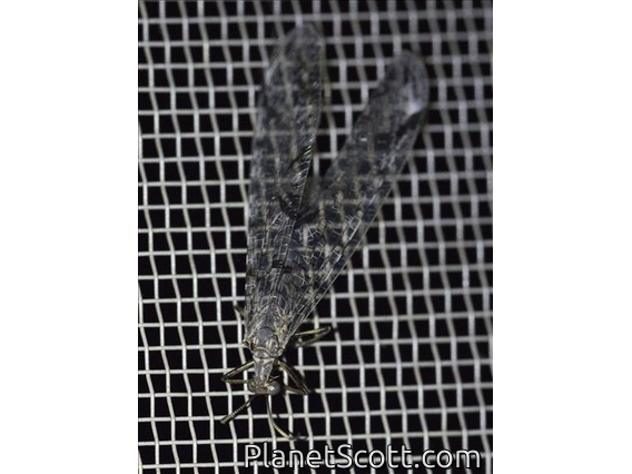 Antlion (Dendroleon speciosus)