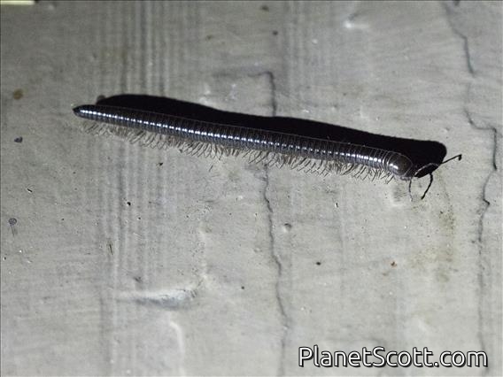 Snake Millipede ( Parajulidae sp)