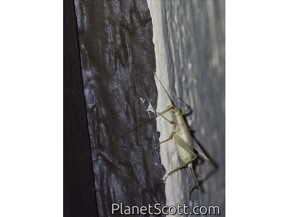 Common Tree Cricket (Oecanthus sp)