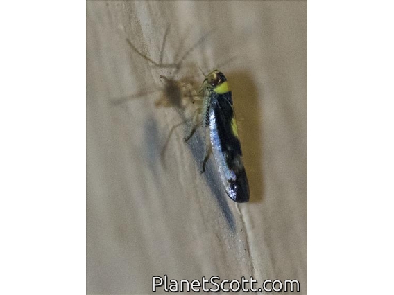 Mountain Leafhopper (Colladonus montanus)