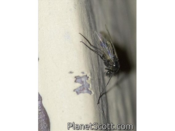 Dark-winged Fungus Gnat (Sciaridae sp)