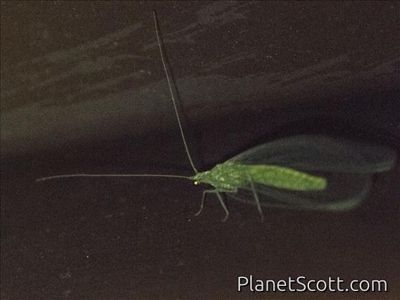 Carnea-group Green Lacewings (Chrysoperla carnea)