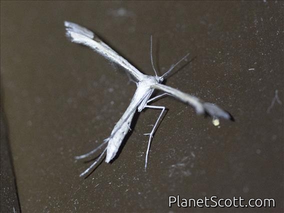 Morning-glory Plume Moth (Emmelina monodactyla)